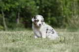 BERGER AUSTRALIEN PUPPIES 340
